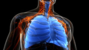 3D illustration of the human respiratory system and lung anatomy used to explain pulmonary fibrosis.